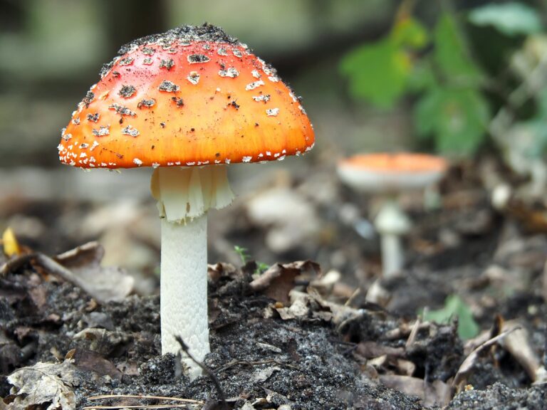 Unlocking Wellness: Exploring the Benefits of the Best Mushroom Supplements